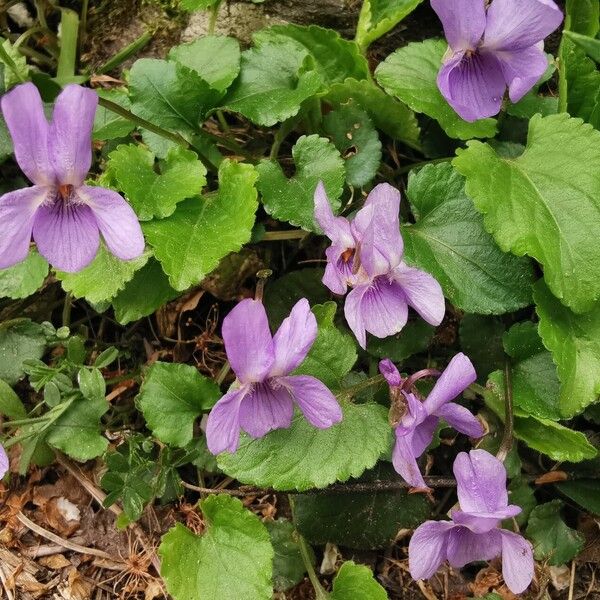 Viola collina Blomma