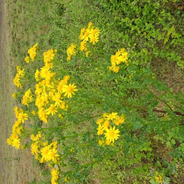 Senecio squalidus 整株植物