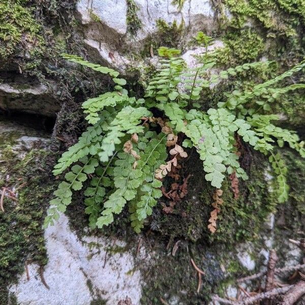 Asplenium viride Habitat