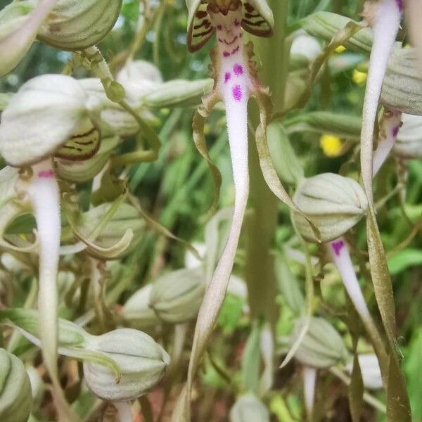 Himantoglossum hircinum Flower