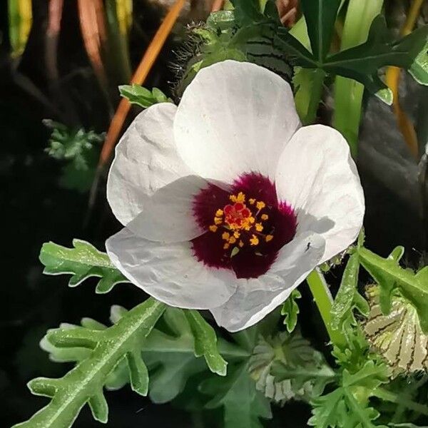 Hibiscus trionum Цветок