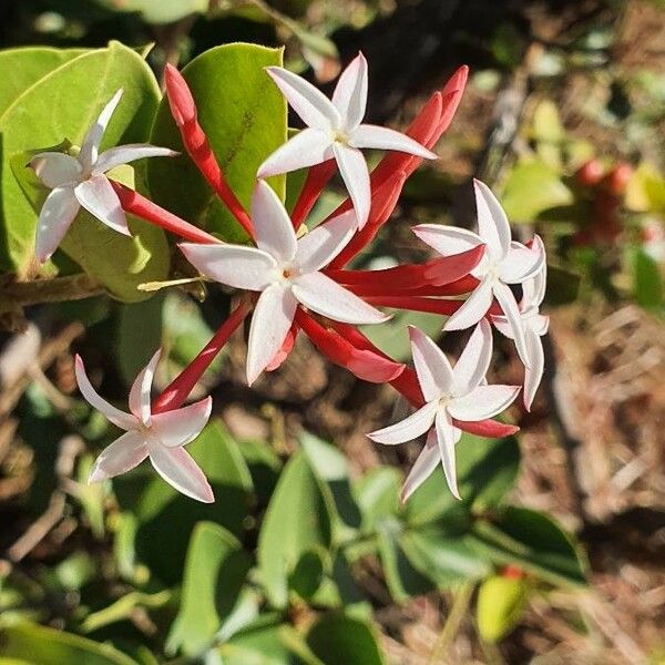 Carissa spinarum Kvet