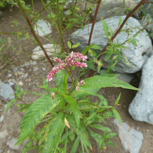 Persicaria maculosa Hàbitat