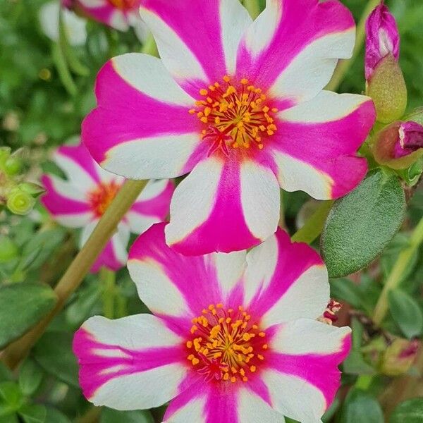 Portulaca grandiflora Flower