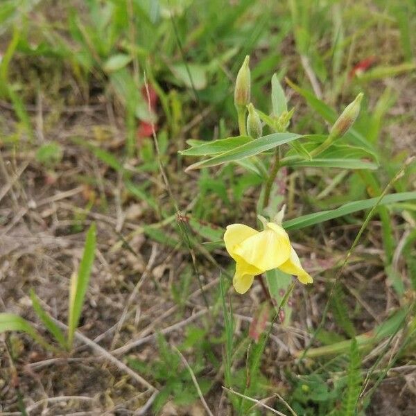 Oenothera laciniata Цвят