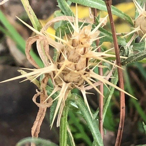 Centaurea calcitrapa Fiore