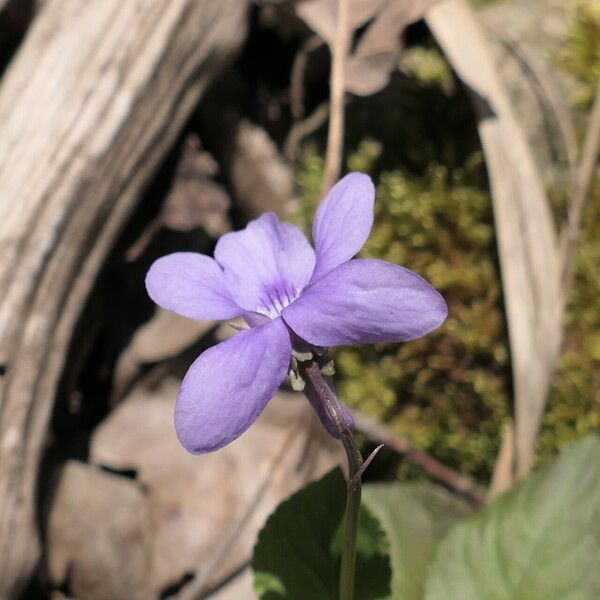 Viola reichenbachiana 花