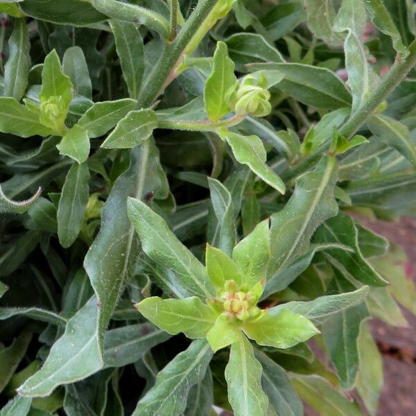 Oenothera lindheimeri Φύλλο