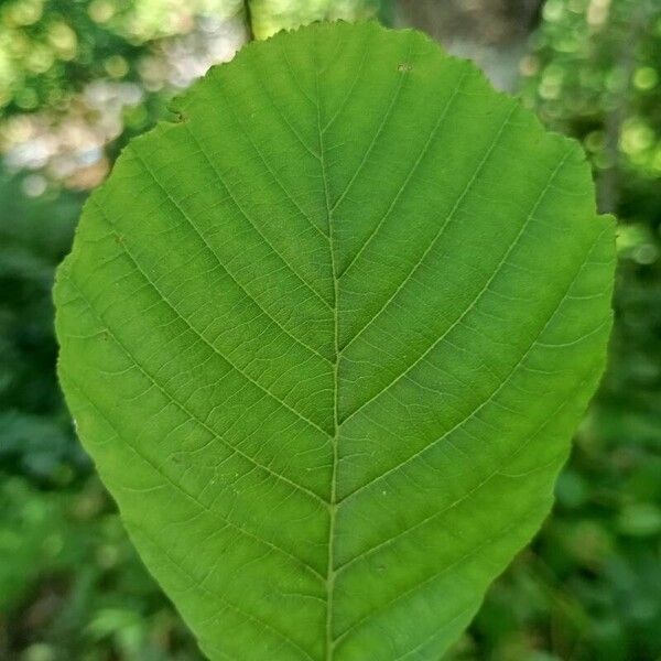 Alnus incana Folio