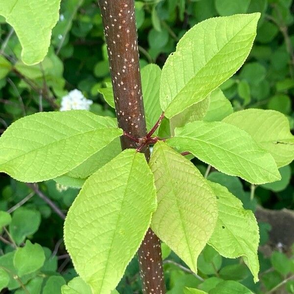 Prunus padus ഇല