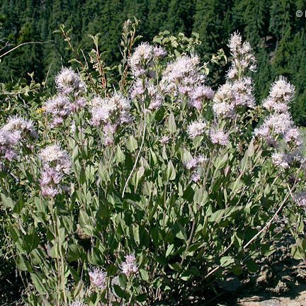 Ageratina occidentalis Blomst