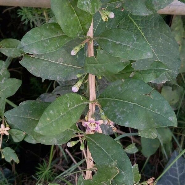 Lycium barbarum Blad