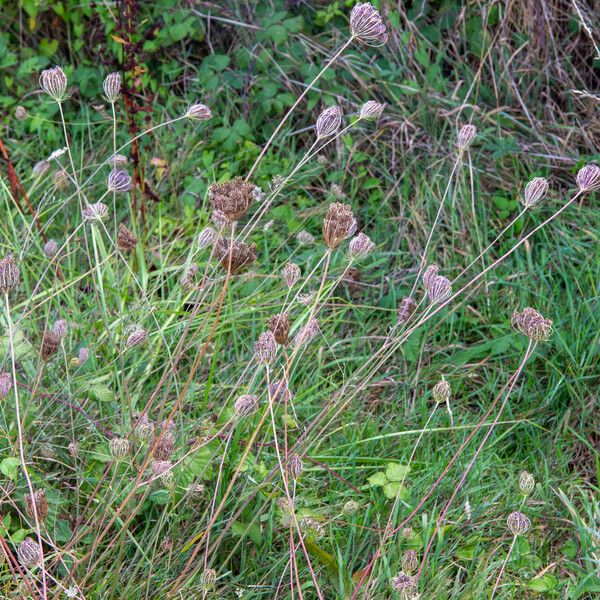 Daucus pusillus 果實