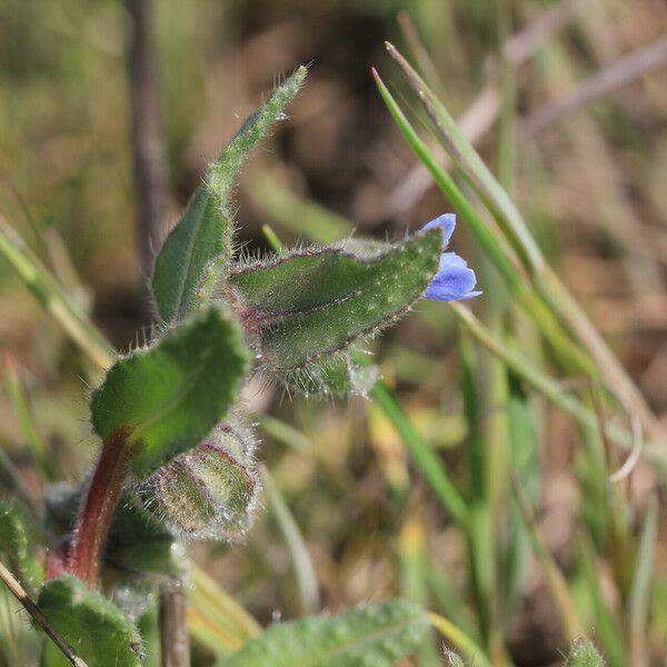 Nonea micrantha Leaf