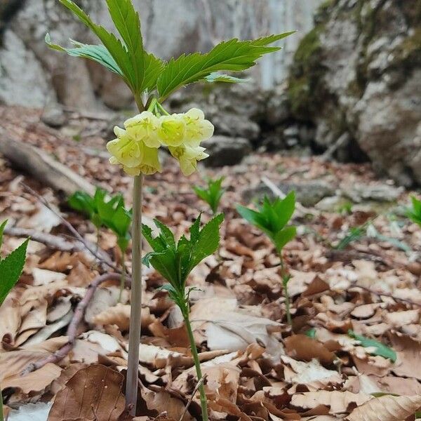 Cardamine enneaphyllos Blomst