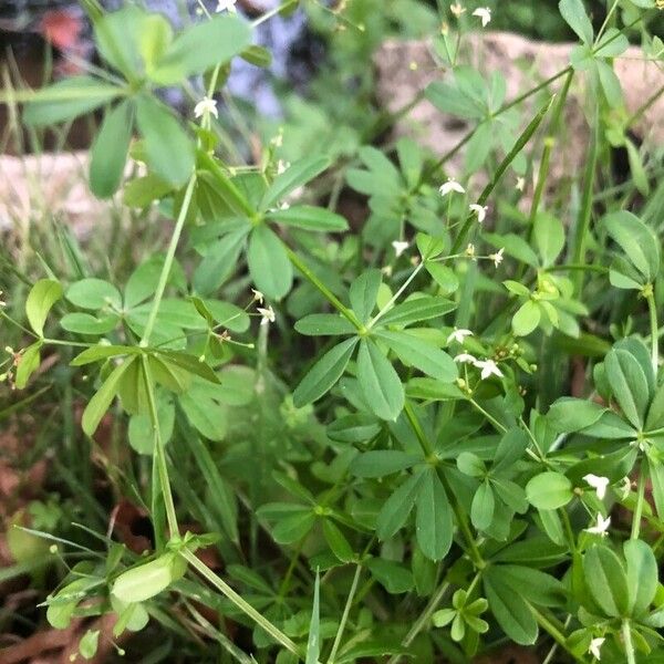 Galium mollugo Blatt