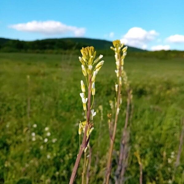 Turritis glabra Flor