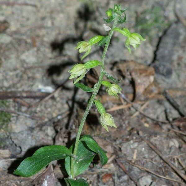 Epipactis albensis Blomma