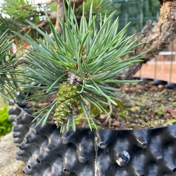 Pinus sylvestris Frucht