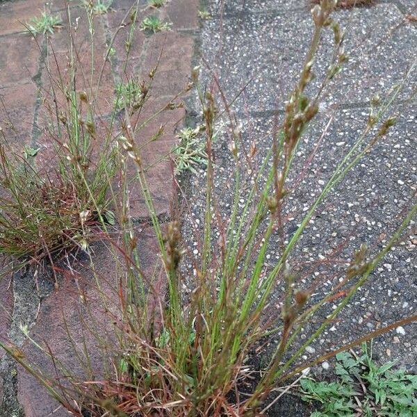 Juncus tenuis 整株植物