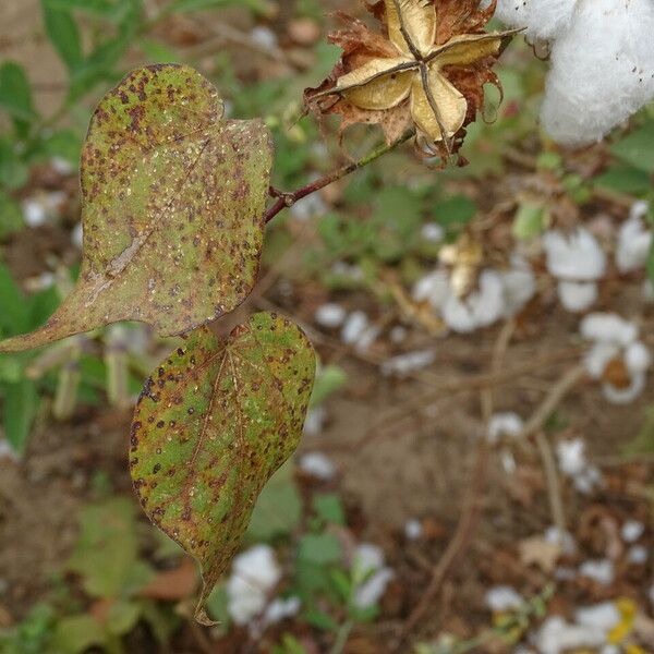 Gossypium hirsutum Foglia