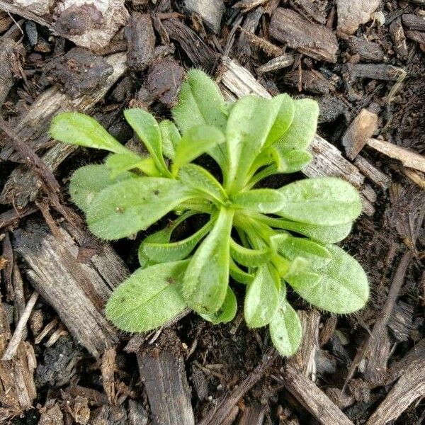 Cerastium glomeratum Hoja