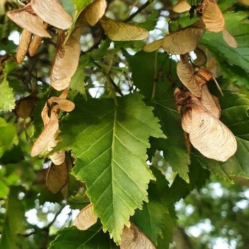 Acer tataricum Feuille