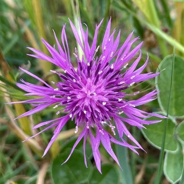 Centaurea hanryi Fleur