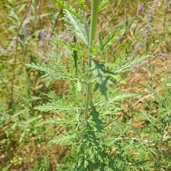 Salvia abrotanoides Листок