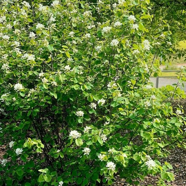 Amelanchier alnifolia Hábito