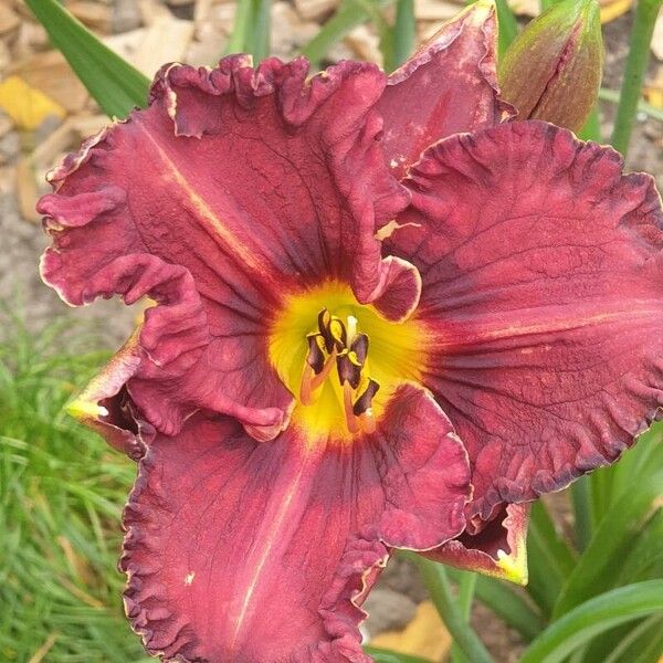 Hemerocallis minor Floro