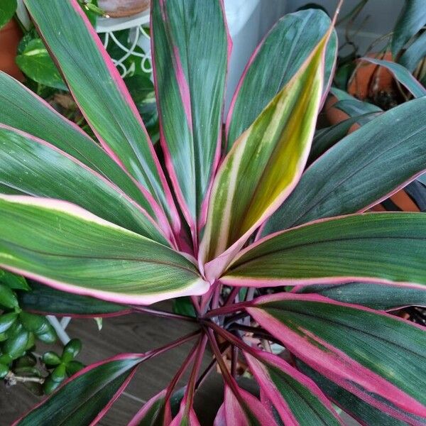 Cordyline fruticosa Levél