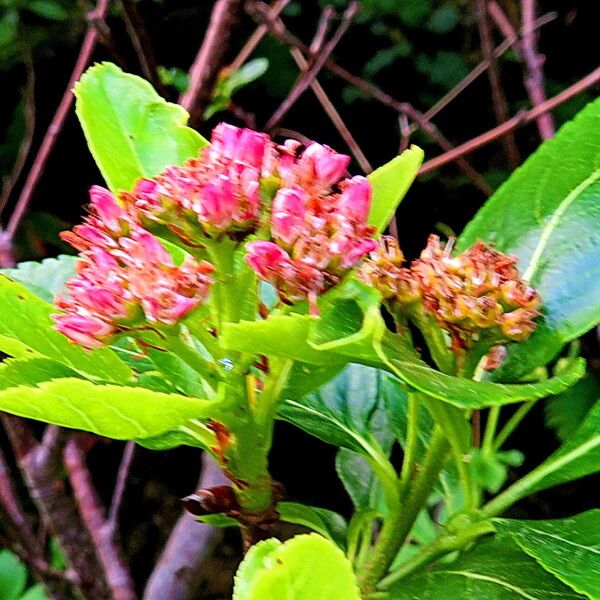 Chamaemespilus alpina Flor