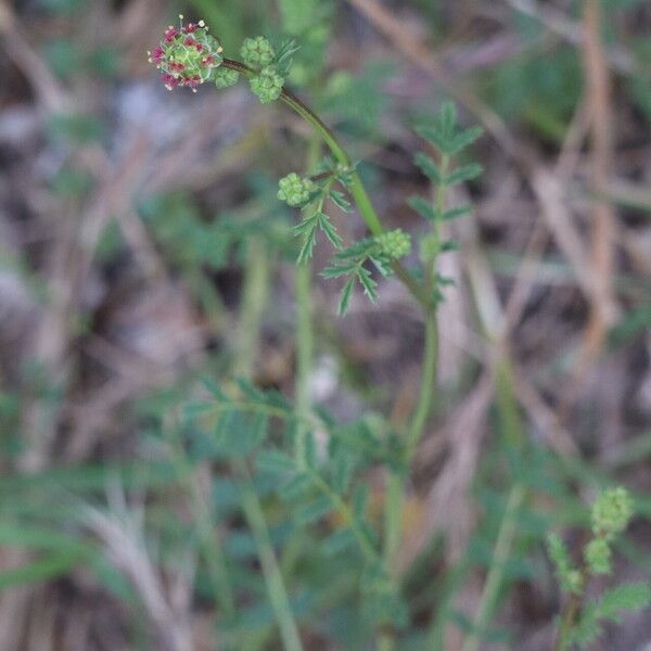 Sanguisorba verrucosa Buveinė