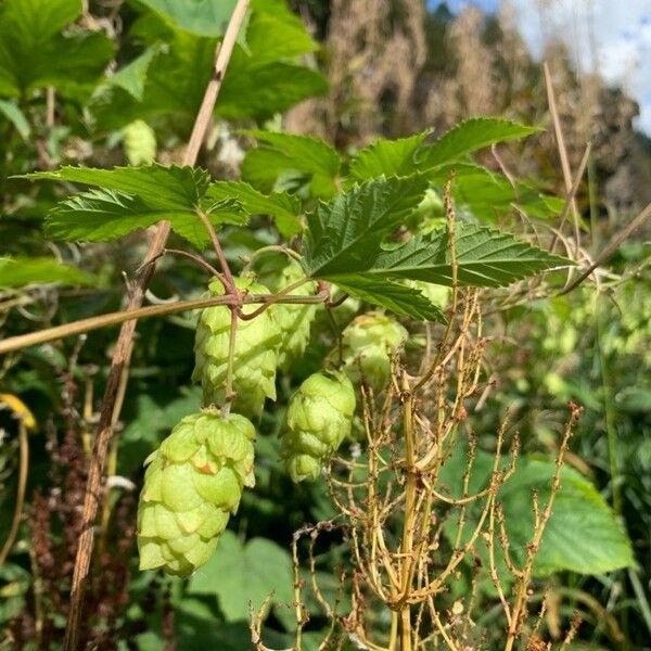 Humulus lupulus ᱡᱚ