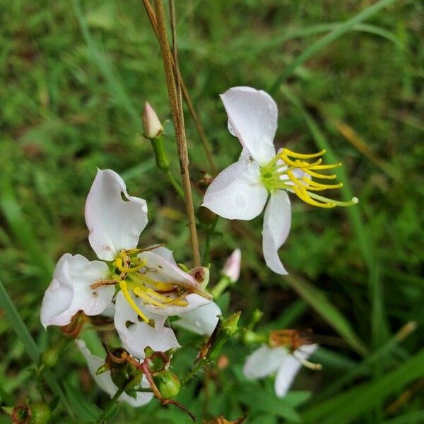 Rhexia mariana ᱵᱟᱦᱟ