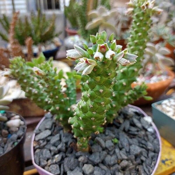 Euphorbia guentheri Flower