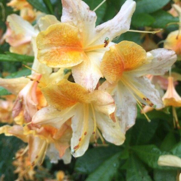 Rhododendron calendulaceum Žiedas