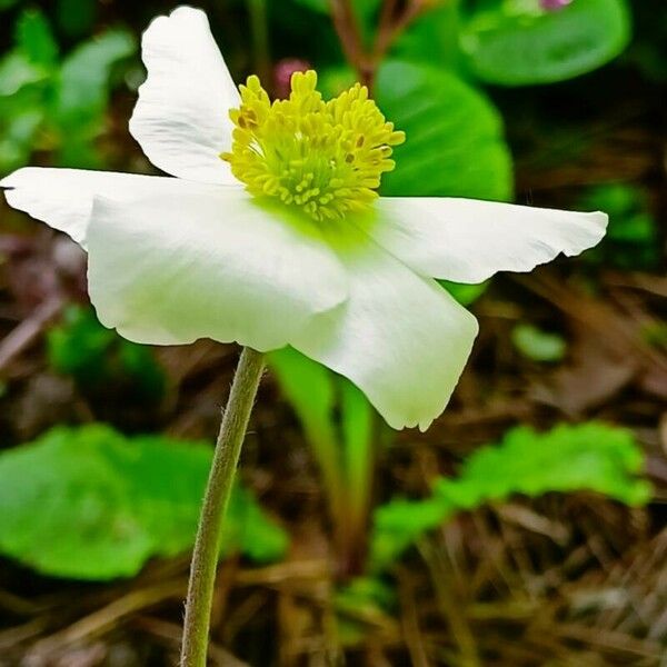 Anemonoides sylvestris Flower