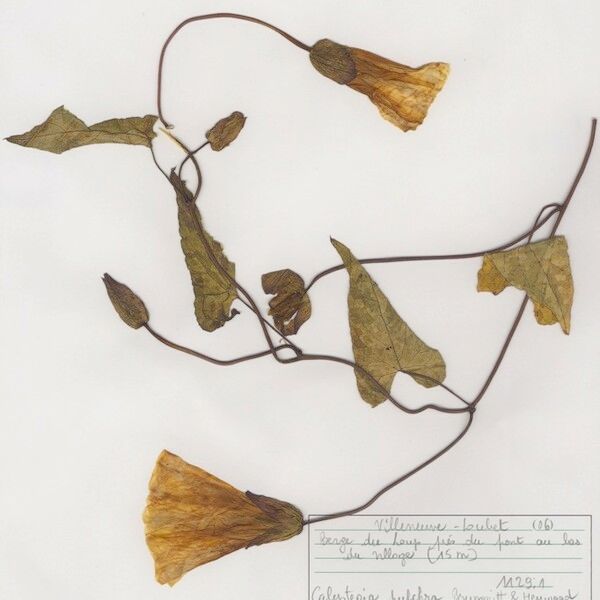 Calystegia × pulchra Ďalší