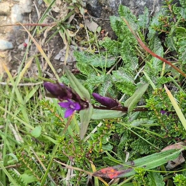 Gentianella amarella Floare