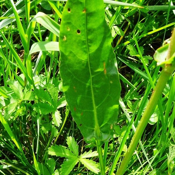 Rumex acetosa Blad