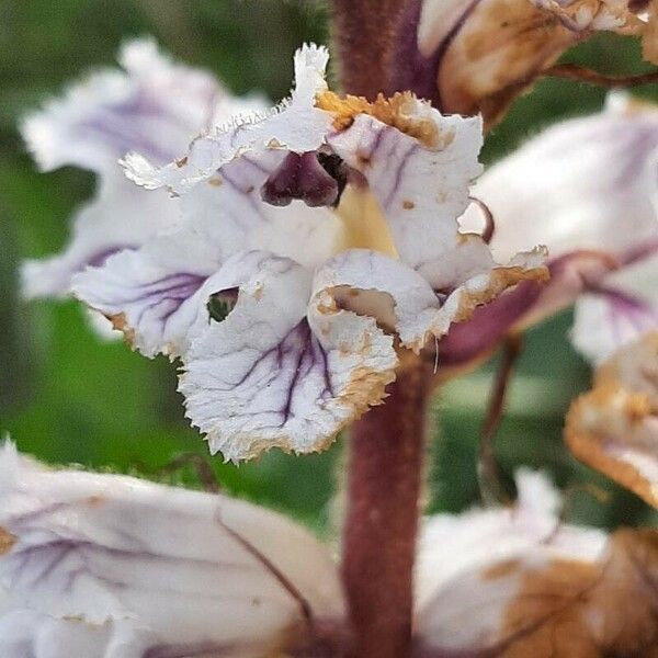 Orobanche crenata Květ