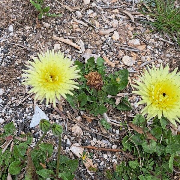 Urospermum dalechampii Çiçek