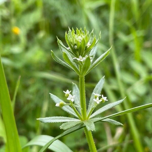 Galium tricornutum Flor