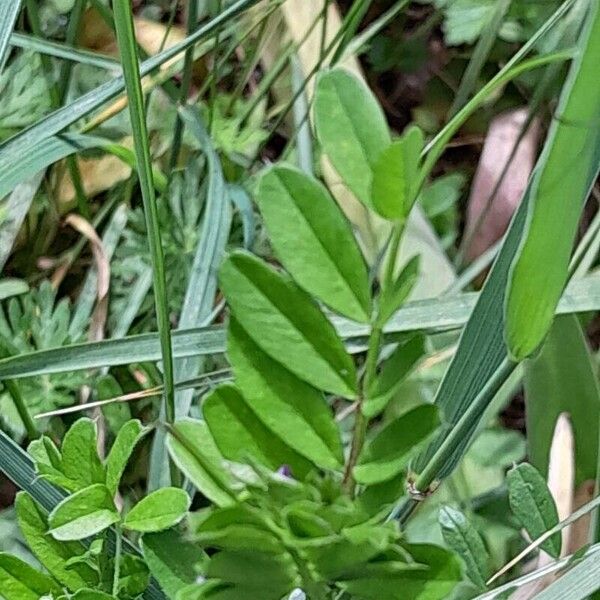 Vicia sativa Ліст