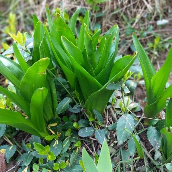 Colchicum autumnale পাতা