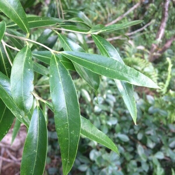 Olea lancea Blad