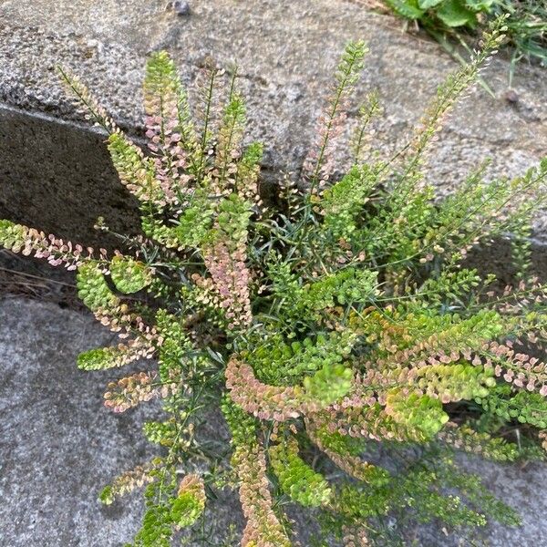 Lepidium bonariense その他の提案