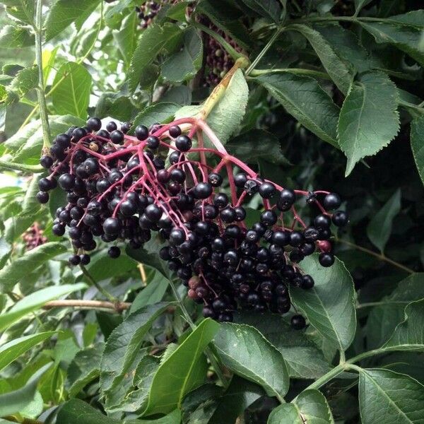 Sambucus nigra Frucht